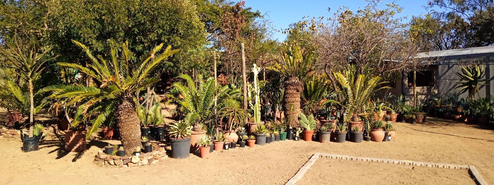 cbi-cycads-banner-footer