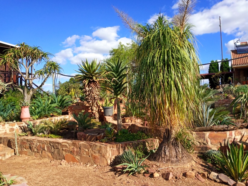 cycad18